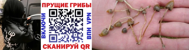 Псилоцибиновые грибы Psilocybe кракен ССЫЛКА Цоци-Юрт